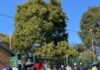 Residents Demand Action on Illegal Spaza Shops and Utility Connections in West Pretoria